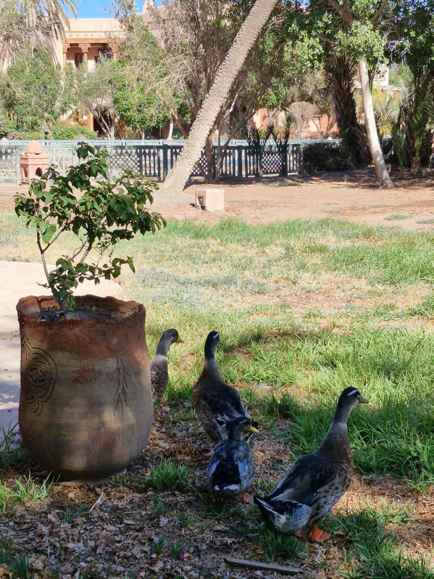 Familiale A Marrakech Jardin Piscine Et Parc Pour Enfants Marrakesh